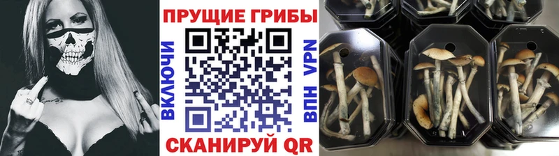 где можно купить наркотик  ссылка на мегу онион  Псилоцибиновые грибы MAGIC MUSHROOMS  Щёлкино 